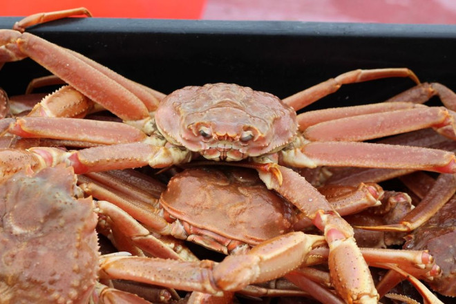 Snow crab - Contributed