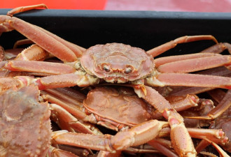 加拿大龙虾和雪蟹价格暴跌！渔民每磅仅收5.5元