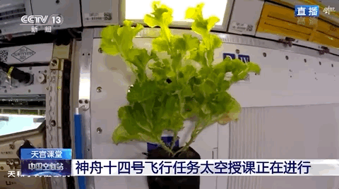 中国人的“太空菜园”种了啥？揭秘 ....