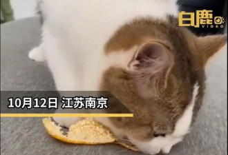 猫咪咳嗽叼走橘皮吃橘络 主人：这个有止咳的功效