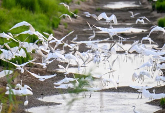 干旱导致鄱阳湖生态灾难 候鸟过冬成大考