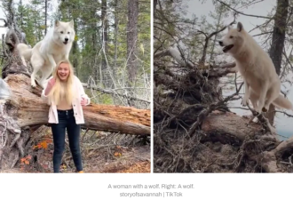 【视频】太刺激！加拿大旅游新项目：花380元被狼踩一脚！