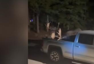 【视频】两麋鹿深夜互殴，打到后院！全家起床围观！