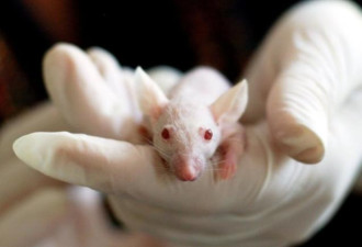 人类神经元成功植入鼠脑 阿兹海默新疗法