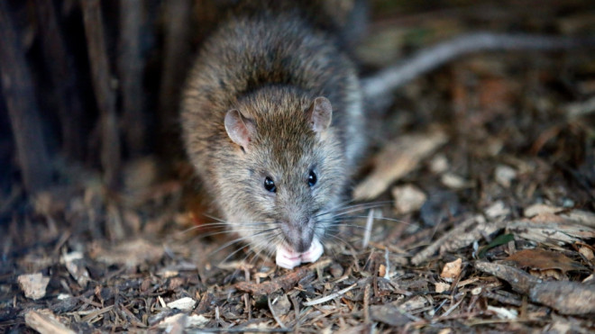 FILE - A rat looks on in the Saint Jacques Tower park, in the center of Paris, Friday, Dec. 9, 2016. (AP Photo / Francois Mori)