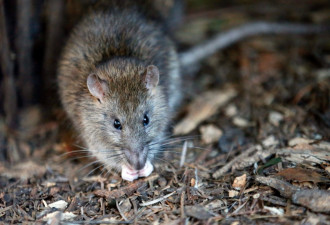 多伦多老鼠数量暴增霸榜全国 周边这些地区有鼠患