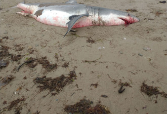 非常罕见：加拿大圣劳伦斯河沿岸惊现死去的大白鲨