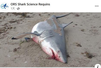 非常罕见：加拿大圣劳伦斯河沿岸惊现死去的大白鲨