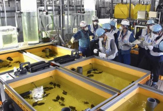 日本用核污水养鱼展示安全性 自己留着吃