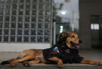 巴西“公务员警犬”走红 威风凛凛 吸粉十几万
