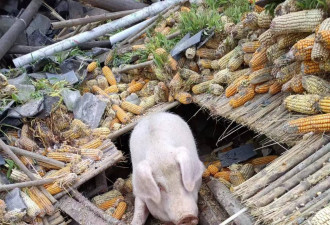泸定地震家猪被埋废墟 存活45天后被救出