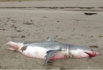 加拿大海滩现巨大白鲨尸体 嘴角鲜血汩汩