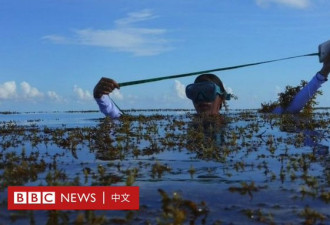 天方夜谭？英国商人要用大规模海藻养殖拯救地球