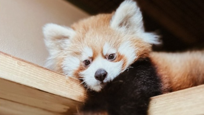 Baby Spice, or Dash, can be seen above. (thetorontozoo/Instagram)