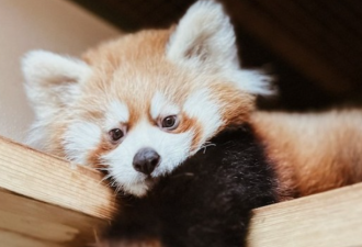 多伦多动物园小熊猫宝宝夭折