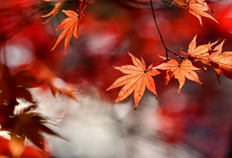 秋天最美的10个瞬间，风清露白桂子飘香