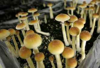 白杆杆！安省大学获批培育“毒蘑菇”！研究医疗价值！