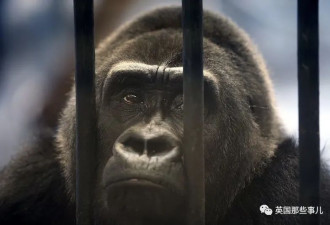 这只世界上最孤独的大猩猩，时间不多了…