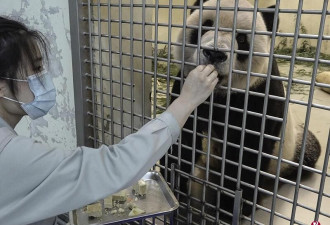 大陆专家将赴台协助治疗大熊猫“团团”