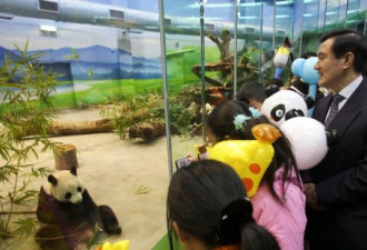 中国拟派专家到台北探视病重大熊猫 关系可解冻？