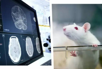 科学家将人脑与老鼠大脑完美融合 老鼠更聪明了