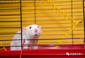 科学家将人脑与老鼠大脑完美融合 老鼠更聪明了