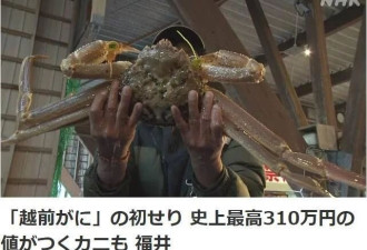 一只螃蟹15万元 螃蟹拍出创纪录价格