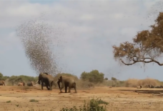 20万只麻雀攻击1只大象会怎样？慎入…