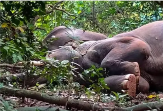 印度大象疑似盗酒喝 集体醉倒丛林
