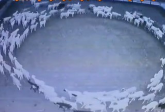 神奇!羊圈内百只羊排队转圈 持续了一周