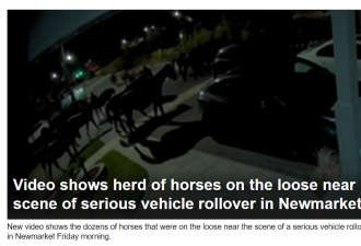 【视频】太离奇！多伦多居民拍下几十匹马街头游荡！