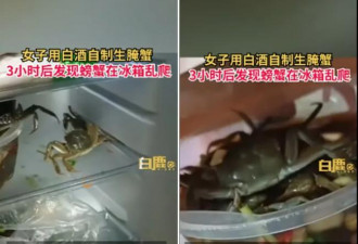 吓坏了：开冰箱后 惊见螃蟹集体发酒疯