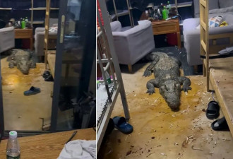 现场视频：宿舍被100公斤大鳄鱼入侵！