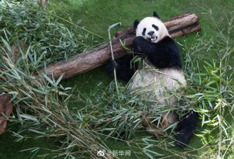 中国的熊猫听不懂外语 卡塔尔人苦练四川话