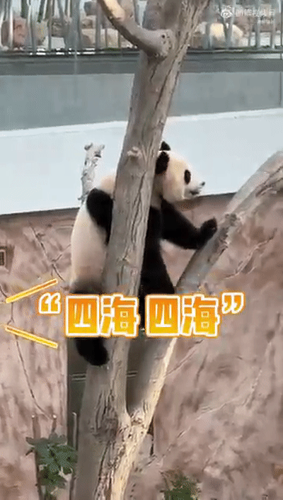 中国的熊猫听不懂外语 卡塔尔人苦练四川话