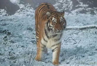 英国一只14岁雌虎试图与6岁的雄虎交配时被咬死