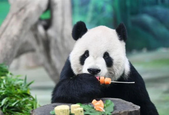 大熊猫“团团”癫痫发作去世 遗体将作标本保留