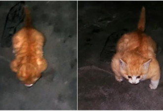 街头惊遇“壮硕小猫” 他收养才知是病了