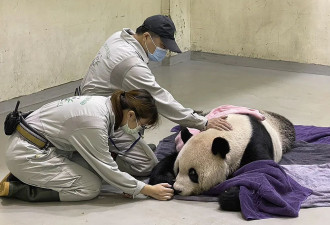 大熊猫“团团”是否属于安乐死？台北动物园回应