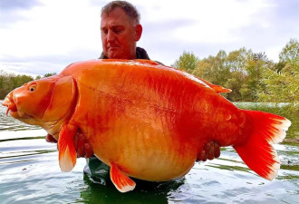 30公斤！世界上最大的金鱼被钓上岸