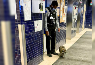 【视频】小浣熊误闯多伦多医院！网友乐翻天：它是来看病的！