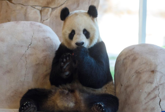 中国熊猫进卡塔尔，胖了6斤，住3.6亿宫殿