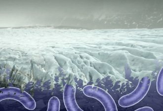冰封48500年！西伯利亚挖出史前病毒