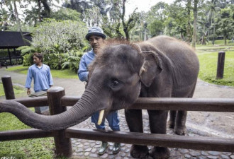 巴厘岛大象野生动物园 游客近距离接触