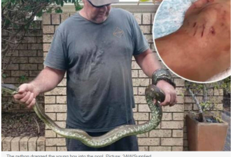 悉尼5岁儿童被3米巨蟒缠身并拖进泳池