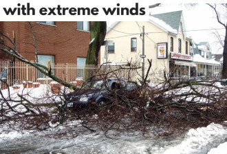 多伦多及安省南部90km/h强风警告：恐吹倒树木！小心断电！