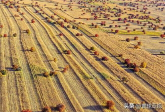 内蒙古三大草原：科尔沁、呼伦贝尔