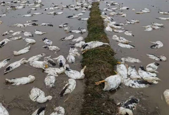 太惨了!老人养的4000多只鸭子一夜全死!