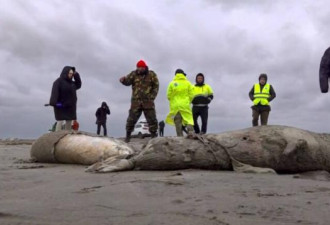 憷目惊心：海滩惊现2500头海豹尸体