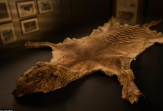 世上最后一只袋狼遗骸被发现 竟在博物馆